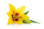 Yellow lily. Isolated on white background