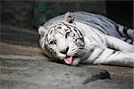 Beautiful white tiger lying on stone surface on dark background