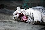 Beautiful yawning white tiger lying on stone surface on dark background