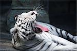 Beautiful yawning white tiger lying on stone surface on dark background