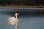 Mute Swan (Cygnus olor) swimming in the water, Bavaria, Germany