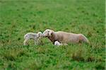 Sheep (Ovis aries) mother with their youngster in a meadow in autumn, bavaria, germany