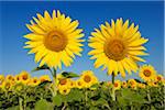 Common Sunflowers (Helianthus annuus) against clear blue sky. Tuscany, Italy.