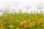 flowers in bloom around the 2012 summer olympic stadium, stratford, london, UK