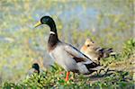 Close-up of a mallard or wild duck (Anas platyrhynchos) drake standing beside the water, Austria, Europe