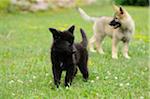 Two Wolfdog puppies on a meadow, Bavaria, Germany