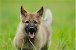 Portrait of a Wolfdog puppy on a meadow, Bavaria, Germany