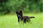 Wolfdog puppy on a meadow, Bavaria, Germany