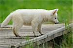 Wolfdog puppy outdoors, Bavaria, Germany