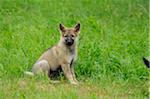 Wolfdog puppy on a meadow, Bavaria, Germany