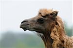Portrait of a Bactrian camel (Camelus bactrianus), Germany