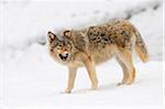 Eastern wolf (Canis lupus lycaon) in winter, Germany