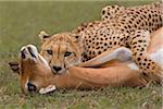 Female Adult Cheetah (Acinonyx jubatus) Strangling a Female Impala (Aepyceros melampus), Maasai Mara National Reserve, Kenya, Africa