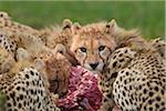 Mother Cheetah (Acinonyx jubatus) with half grown Cubs Feeding, Maasai Mara National Reserve, Kenya, Africa