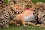 Mother Cheetah (Acinonyx jubatus) with half grown Cubs Feeding on Impala (Aepyceros melampus), Maasai Mara National Reserve, Kenya, Africa