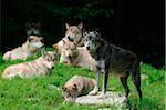 Pack of Eastern wolves (Canis lupus lycaon) on a meadow, Germany