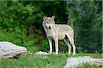 Eastern wolf (Canis lupus lycaon) standing on a meadow, Germany