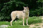 Eastern wolf (Canis lupus lycaon) standing at the edge of the forest, Germany