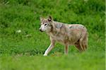 Eastern wolf (Canis lupus lycaon) walking on a meadow, Germany