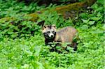 Raccoon dog (Nyctereutes procyonoides) at the edge of the forest, Germany