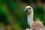 Close-up of a Griffon Vulture (Gyps fulvus), Germany