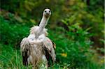 Griffon Vulture (Gyps fulvus) standing on a meadow, Germany