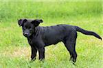 Mixed-breed black dog puppy standing on a meadow, Bavaria, Germany