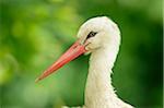 Portrait of a White Stork (Ciconia ciconia) in summer, Zoo Augsburg, Bavaria, Germany, Europe