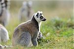 Ring-tailed lemur (Lemur catta) on a meadow in Zoo Augsburg