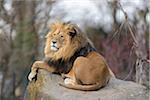 Lion (Panthera leo) male lying on boulder outdoors in a Zoo, Germany