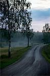 Foggy landscape with road