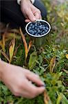 Hands picking bilberries