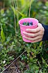 Hands picking bilberries