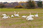 Flock of Whooper Swans