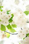 Close-up of white blossom