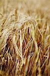 Wheat Field, Croatia, Dalmatia, Europe