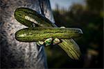 Person Holding Fresh Zucchinis, Croatia, Slavonia, Europe