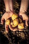 Person Holding Potatoes In Hands, Croatia, Slovania, Europe