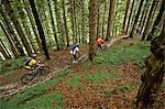 Mountain Bikers Riding On Forest Trail, Eschenlohe, Bavaria, Germany