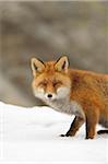 Portrait of Red Fox (Vulpes vulpes) in Winter, Gran Paradiso National Park, Graian Alps, Italy