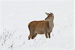 Female Red Deer (Cervus elaphus) in Winter, Bavaria, Germany