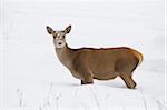 Female Red Deer (Cervus elaphus) in Winter, Bavaria, Germany