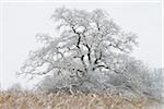 Snow Covered Old Oak Tree, Kuhkopf-Knoblochsaue Nature Reserve, Hesse, Germany
