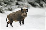 Wild Boar (Sus scrofa) in Winter, Bavaria, Germany