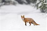 Red Fox (Vulpes vulpes) in Winter Snowfall, Bavaria, Germany