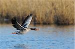 Greylag Goose (Anser anser) in Flight, Kuhkopf-Knoblochsaue Nature Reserve, Hesse, Germany