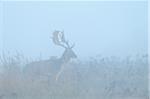 Male Fallow Deer (Cervus dama) in Morning Mist, Hesse, Germany