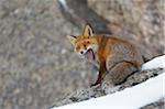 Red Fox (Vulpes vulpes) Yawning in Winter, Gran Paradiso National Park, Graian Alps, Italy