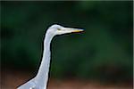 Portrait of a Grey Heron (Ardea cinerea) in autumn, Zoo Augsburg, Bavaria, Germany, Europe