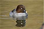 Close-up of a Common Goldeneye (Bucephala clangula) female swimming in the water, Zoo Augsburg, Bavaria, Germany, Europe